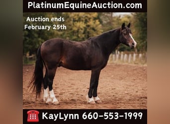 Cob Irlandese / Tinker / Gypsy Vanner, Castrone, 11 Anni, 137 cm, Baio ciliegia