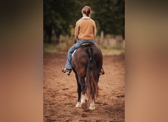 Cob Irlandese / Tinker / Gypsy Vanner, Castrone, 11 Anni, 137 cm, Baio ciliegia