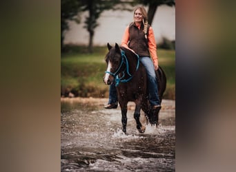 Cob Irlandese / Tinker / Gypsy Vanner, Castrone, 11 Anni, 137 cm, Baio ciliegia