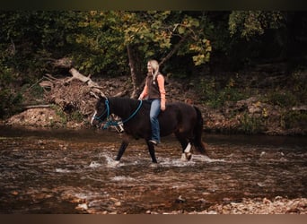 Cob Irlandese / Tinker / Gypsy Vanner, Castrone, 11 Anni, 137 cm, Baio ciliegia