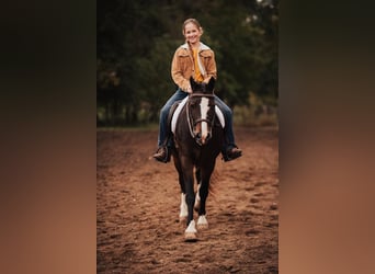 Cob Irlandese / Tinker / Gypsy Vanner, Castrone, 11 Anni, 137 cm, Baio ciliegia