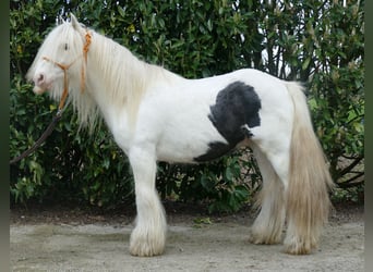 Cob Irlandese / Tinker / Gypsy Vanner, Castrone, 11 Anni, 137 cm, Pezzato