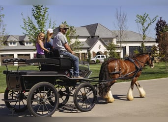 Cob Irlandese / Tinker / Gypsy Vanner, Castrone, 11 Anni, 142 cm, Baio ciliegia