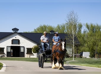 Cob Irlandese / Tinker / Gypsy Vanner, Castrone, 11 Anni, 142 cm, Baio ciliegia