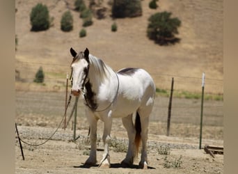 Cob Irlandese / Tinker / Gypsy Vanner, Castrone, 11 Anni, 145 cm, Overo-tutti i colori