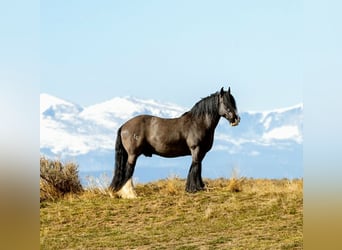 Cob Irlandese / Tinker / Gypsy Vanner, Castrone, 11 Anni, 150 cm, Morello