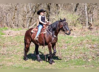 Cob Irlandese / Tinker / Gypsy Vanner, Castrone, 11 Anni, 152 cm, Baio ciliegia