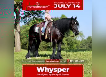 Cob Irlandese / Tinker / Gypsy Vanner Mix, Castrone, 11 Anni, 155 cm, Morello