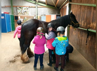 Cob Irlandese / Tinker / Gypsy Vanner, Castrone, 12 Anni, 145 cm, Morello