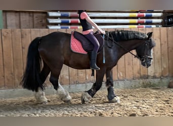 Cob Irlandese / Tinker / Gypsy Vanner, Castrone, 12 Anni, 145 cm, Morello