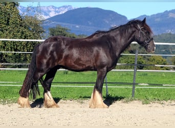 Cob Irlandese / Tinker / Gypsy Vanner, Castrone, 12 Anni, 150 cm, Sabino