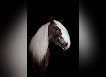 Cob Irlandese / Tinker / Gypsy Vanner, Castrone, 12 Anni, 152 cm, Baio ciliegia