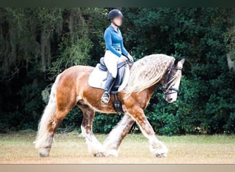 Cob Irlandese / Tinker / Gypsy Vanner, Castrone, 12 Anni, 152 cm, Baio ciliegia