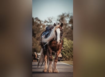 Cob Irlandese / Tinker / Gypsy Vanner, Castrone, 12 Anni, 152 cm, Baio ciliegia