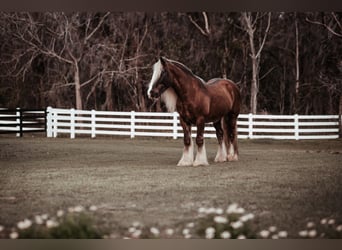 Cob Irlandese / Tinker / Gypsy Vanner, Castrone, 12 Anni, 152 cm, Baio ciliegia