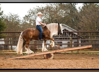 Cob Irlandese / Tinker / Gypsy Vanner, Castrone, 12 Anni, 152 cm, Baio ciliegia
