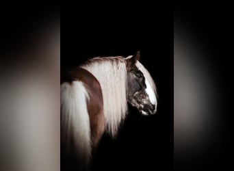 Cob Irlandese / Tinker / Gypsy Vanner, Castrone, 12 Anni, 152 cm, Baio ciliegia