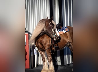 Cob Irlandese / Tinker / Gypsy Vanner, Castrone, 12 Anni, 152 cm, Baio ciliegia