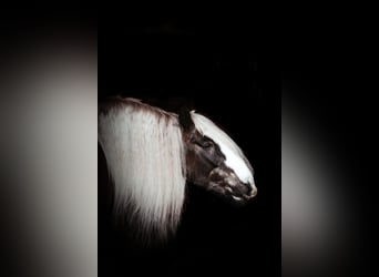 Cob Irlandese / Tinker / Gypsy Vanner, Castrone, 12 Anni, 152 cm, Baio ciliegia