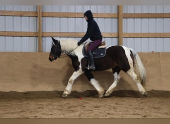 Cob Irlandese / Tinker / Gypsy Vanner, Castrone, 12 Anni, 157 cm, Tobiano-tutti i colori