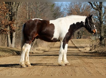 Cob Irlandese / Tinker / Gypsy Vanner, Castrone, 12 Anni, 157 cm, Tobiano-tutti i colori