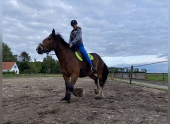 Cob Irlandese / Tinker / Gypsy Vanner, Castrone, 12 Anni, 163 cm, Baio