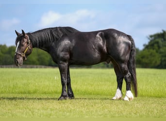 Cob Irlandese / Tinker / Gypsy Vanner, Castrone, 12 Anni, Morello