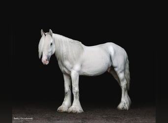 Cob Irlandese / Tinker / Gypsy Vanner, Castrone, 13 Anni, 147 cm, Grigio