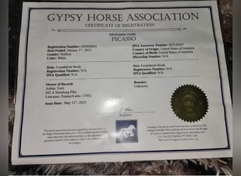 Cob Irlandese / Tinker / Gypsy Vanner, Castrone, 13 Anni, 147 cm, Grigio