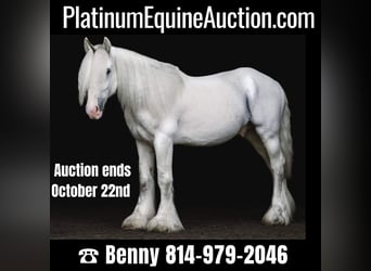 Cob Irlandese / Tinker / Gypsy Vanner, Castrone, 13 Anni, 147 cm, Grigio