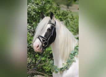 Cob Irlandese / Tinker / Gypsy Vanner, Castrone, 13 Anni, 150 cm