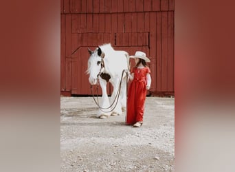 Cob Irlandese / Tinker / Gypsy Vanner, Castrone, 13 Anni, 152 cm, Sauro scuro