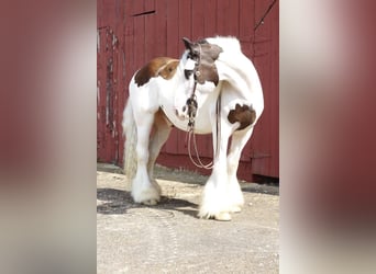 Cob Irlandese / Tinker / Gypsy Vanner, Castrone, 13 Anni, 152 cm, Sauro scuro