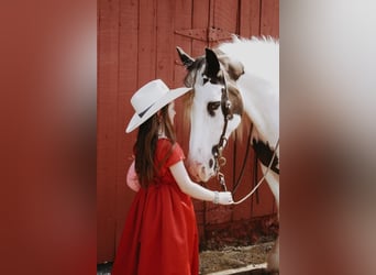 Cob Irlandese / Tinker / Gypsy Vanner, Castrone, 13 Anni, 152 cm, Sauro scuro