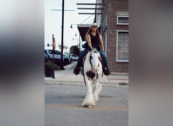 Cob Irlandese / Tinker / Gypsy Vanner, Castrone, 13 Anni, 152 cm, Sauro scuro