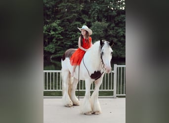 Cob Irlandese / Tinker / Gypsy Vanner, Castrone, 13 Anni, 152 cm, Sauro scuro