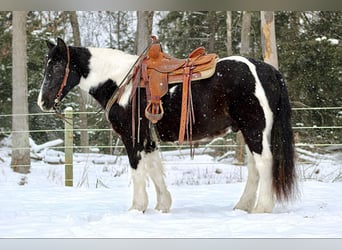 Cob Irlandese / Tinker / Gypsy Vanner Mix, Castrone, 13 Anni, 152 cm, Tobiano-tutti i colori