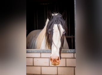 Cob Irlandese / Tinker / Gypsy Vanner, Castrone, 13 Anni, 157 cm, Pezzato