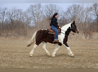 Cob Irlandese / Tinker / Gypsy Vanner, Castrone, 13 Anni, 157 cm, Tobiano-tutti i colori