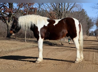 Cob Irlandese / Tinker / Gypsy Vanner, Castrone, 13 Anni, 157 cm, Tobiano-tutti i colori