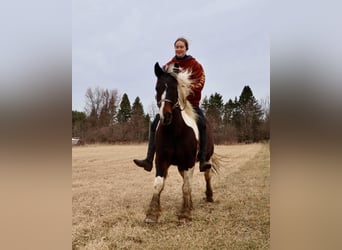 Cob Irlandese / Tinker / Gypsy Vanner, Castrone, 13 Anni, 157 cm, Tobiano-tutti i colori