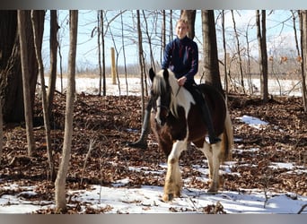 Cob Irlandese / Tinker / Gypsy Vanner, Castrone, 13 Anni, 157 cm, Tobiano-tutti i colori