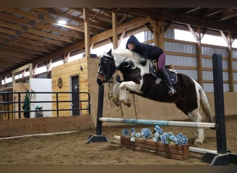Cob Irlandese / Tinker / Gypsy Vanner, Castrone, 13 Anni, 157 cm, Tobiano-tutti i colori