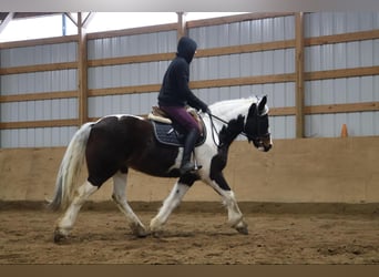 Cob Irlandese / Tinker / Gypsy Vanner, Castrone, 13 Anni, 157 cm, Tobiano-tutti i colori