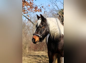 Cob Irlandese / Tinker / Gypsy Vanner, Castrone, 13 Anni, 157 cm, Tobiano-tutti i colori