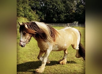 Cob Irlandese / Tinker / Gypsy Vanner, Castrone, 14 Anni, 144 cm, Pelle di daino