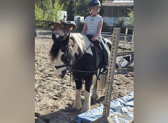 Cob Irlandese / Tinker / Gypsy Vanner, Castrone, 14 Anni, 145 cm, Pezzato