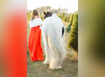 Cob Irlandese / Tinker / Gypsy Vanner, Castrone, 14 Anni, 147 cm, Pezzato