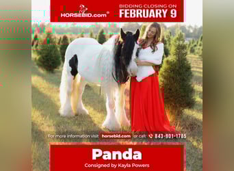 Cob Irlandese / Tinker / Gypsy Vanner, Castrone, 14 Anni, 147 cm, Pezzato