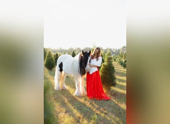 Cob Irlandese / Tinker / Gypsy Vanner, Castrone, 14 Anni, 147 cm, Pezzato